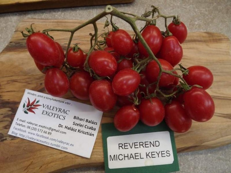 Reverend Michael Keyes paradicsom - Paradicsom különlegességek az Egzotikus Növények Stúdiója kínálatából